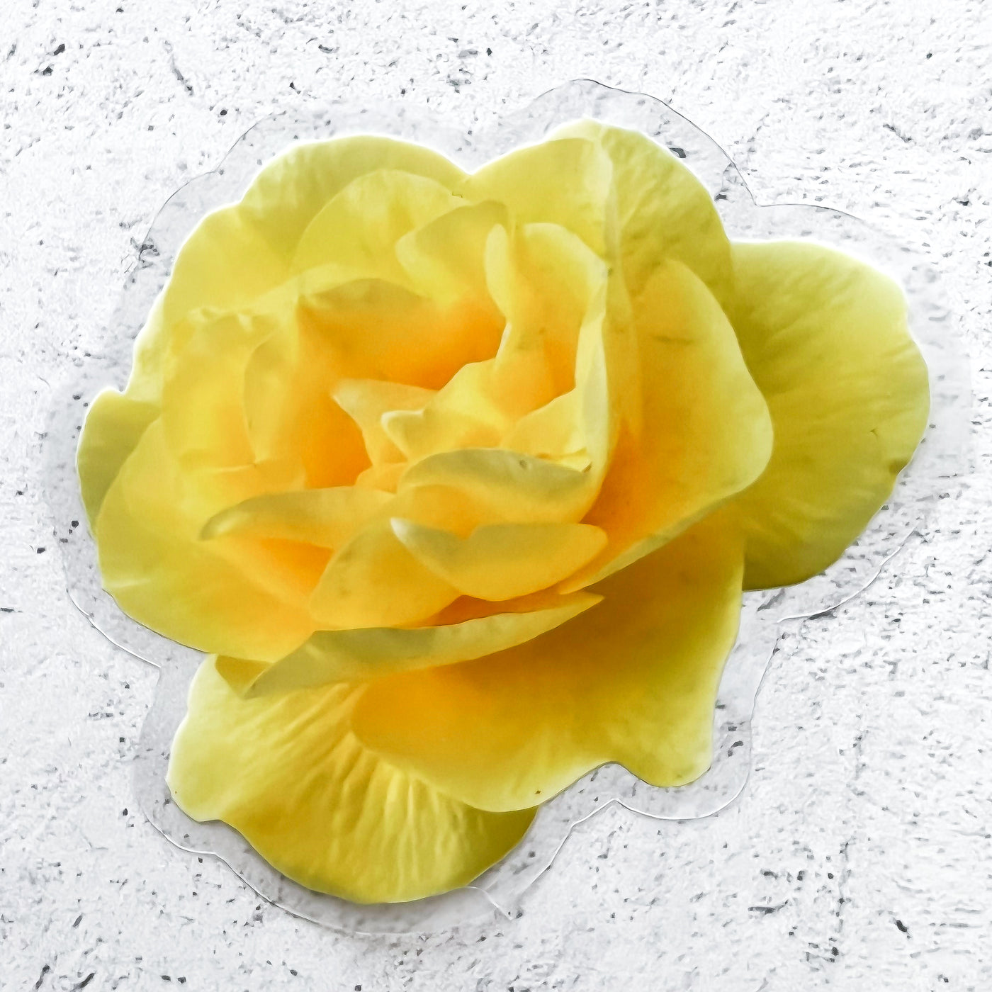Yellow garden rose vinyl sticker by Simpliday Paper, Olga Nagorna.